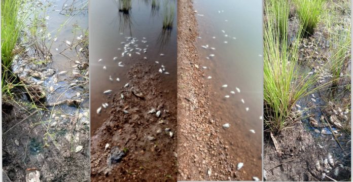 Mass Fish Deaths